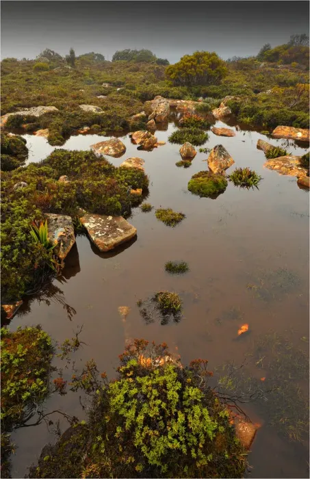 Framed Print : Running stream in the Hartz mountains national park, part of the world heritage wilderness, Tasmania Framed Print : Running stream in the Hartz mountains national park, part of the world heritage wilderness, Tasmania