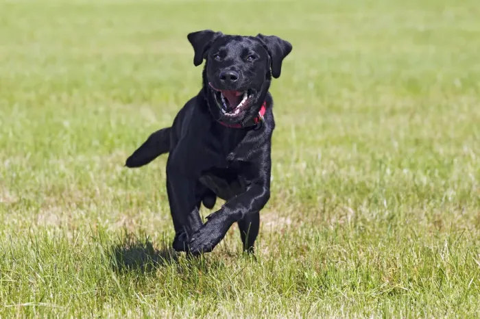 Framed Print : Running young black Labrador Retriever dog, male, short-haired type, domestic dog Framed Print : Running young black Labrador Retriever dog, male, short-haired type, domestic dog