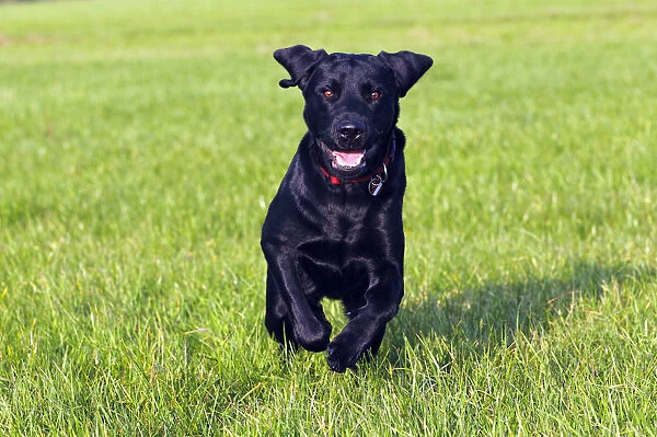 Running young black Labrador Retriever dog (Canis lupus familiaris), male, domestic dog