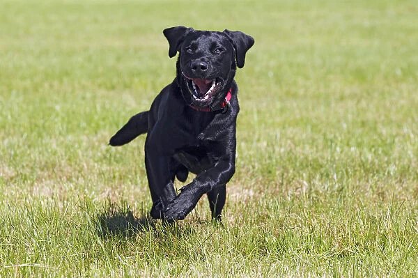 Running young black Labrador Retriever dog, male, short-haired type, domestic dog