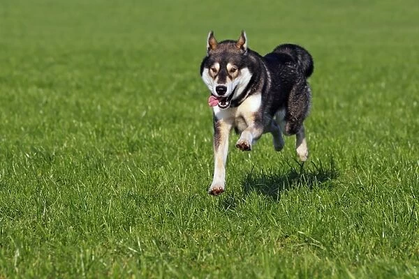 Running young Siberian Husky dog -Canis lupus familiaris- male, domestic dog