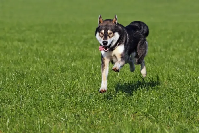 Framed Print : Running young Siberian Husky dog -Canis lupus familiaris- male, domestic dog