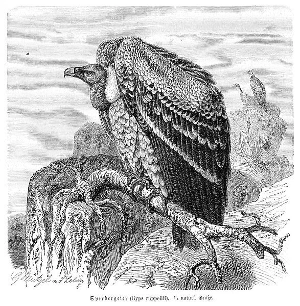 Ruppells vulture engraving 1892