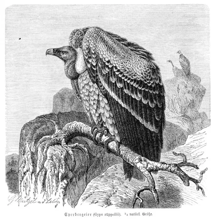 Framed Print : Ruppells vulture engraving 1892 Framed Print : Ruppells vulture engraving 1892