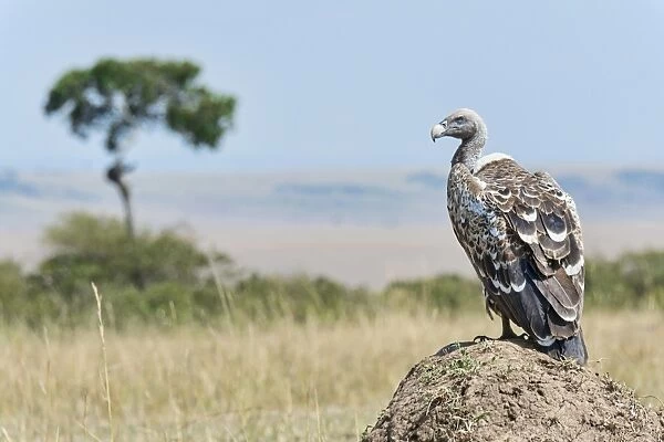Ruppells Vulture -Gyps rueppellii-, Msai Mara, Kenya