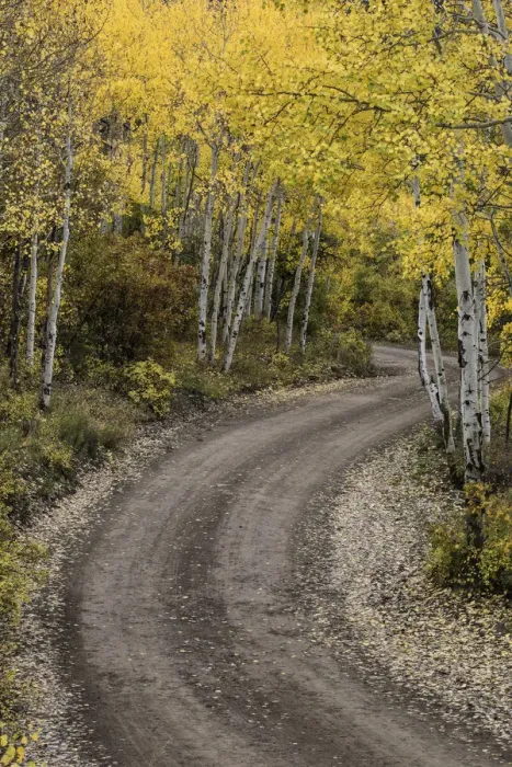 Framed Print : Rural forest service road and golden aspen trees (Populus Tremuloides) in fall, Sneffels Wilderness Area, Uncompahgre National Forest, Colorado, USA Framed Print : Rural forest service road and golden aspen trees (Populus Tremuloides) in fall, Sneffels Wilderness Area, Uncompahgre National Forest, Colorado, USA