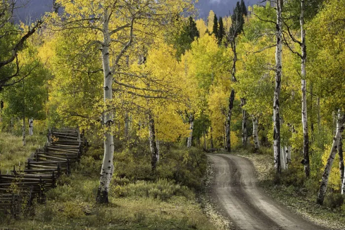 Framed Print : Rural forest service road through golden aspen trees (Populus Tremuloides) in fall, Sneffels Wilderness Area, Uncompahgre National Forest, Colorado, USA Framed Print : Rural forest service road through golden aspen trees (Populus Tremuloides) in fall, Sneffels Wilderness Area, Uncompahgre National Forest, Colorado, USA