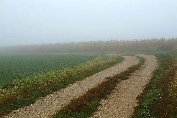 Rural lane through foggy field in early morning, USA
