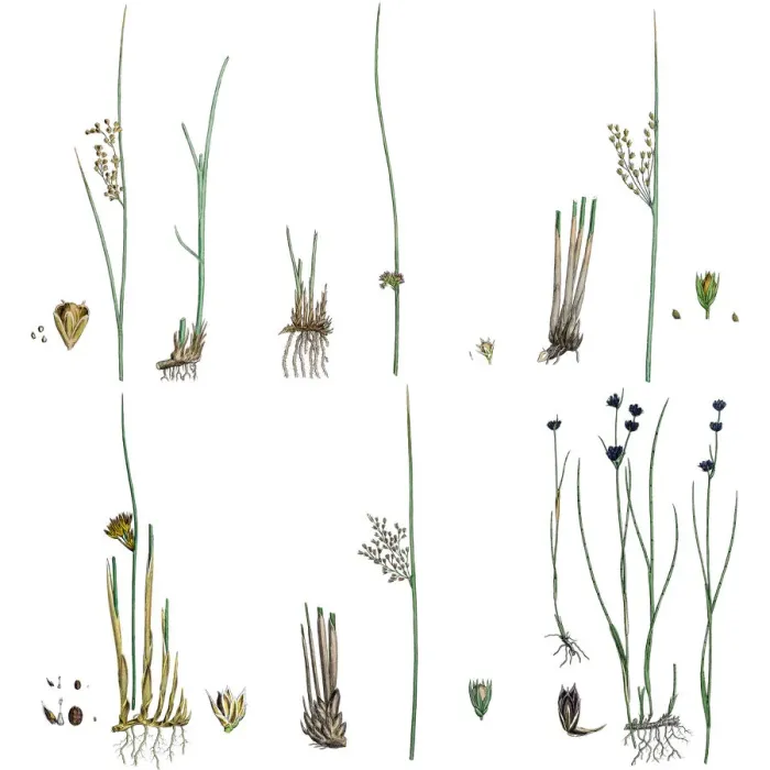 Framed Print : Rush grasses isolated on white Framed Print : Rush grasses isolated on white