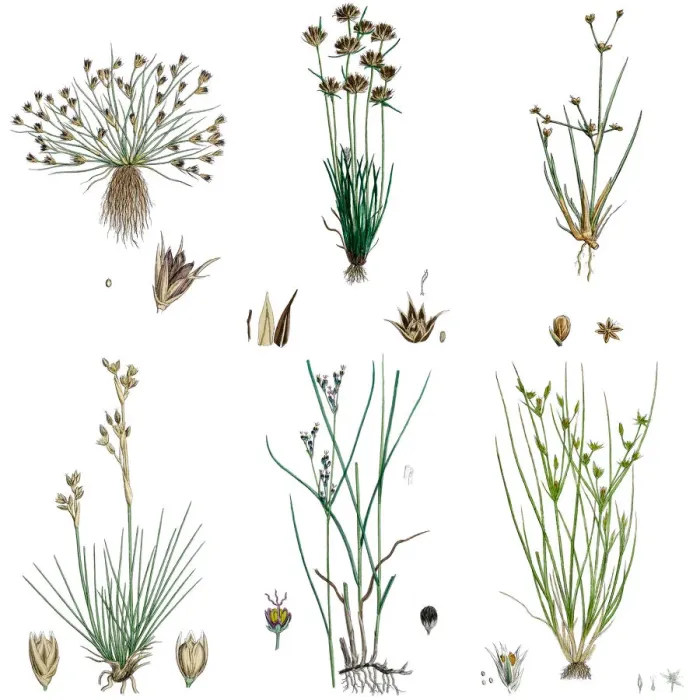 Framed Print : Rush grasses isolated on white Framed Print : Rush grasses isolated on white