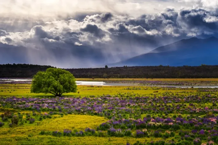 Framed Print : Russell Lupine bloom in summer season Framed Print : Russell Lupine bloom in summer season