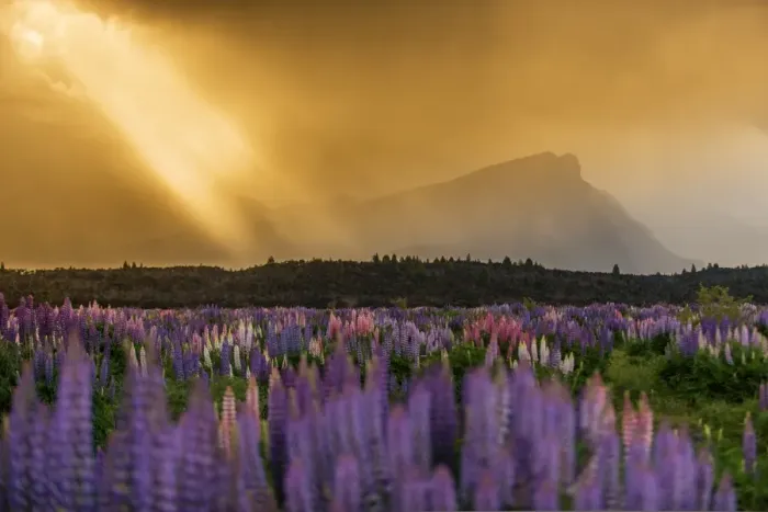 Framed Print : Russell Lupine bloom in summer season