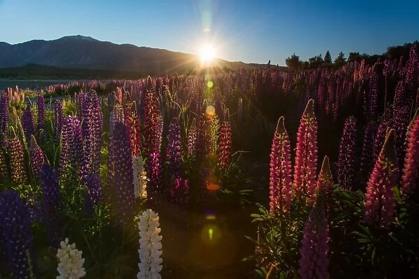 Russell Lupins bloom