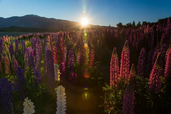 Framed Print : Russell Lupins bloom Framed Print : Russell Lupins bloom