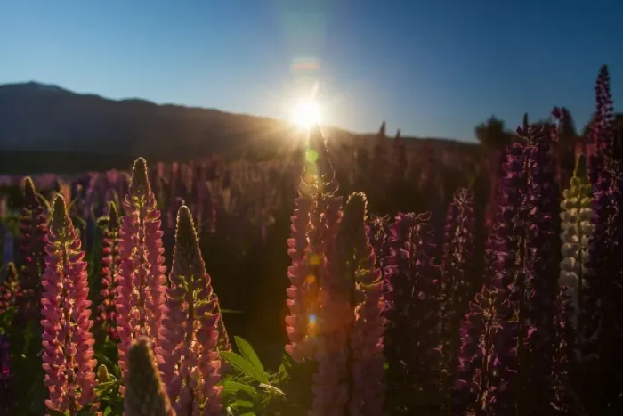 Framed Print : Russell Lupins bloom in summer season Framed Print : Russell Lupins bloom in summer season