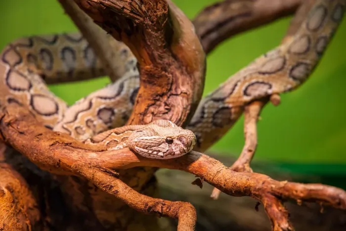 Framed Print : Russells Viper Daboia Russelii