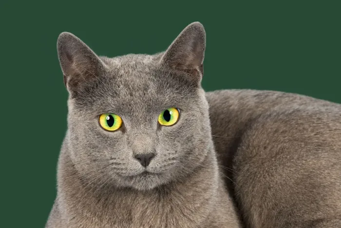 Framed Print : Russian Blue, purebred cat Framed Print : Russian Blue, purebred cat