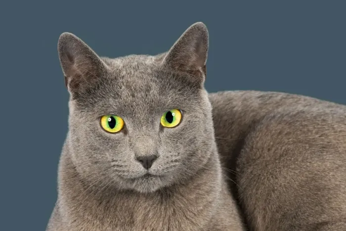 Framed Print : Russian Blue, purebred cat Framed Print : Russian Blue, purebred cat