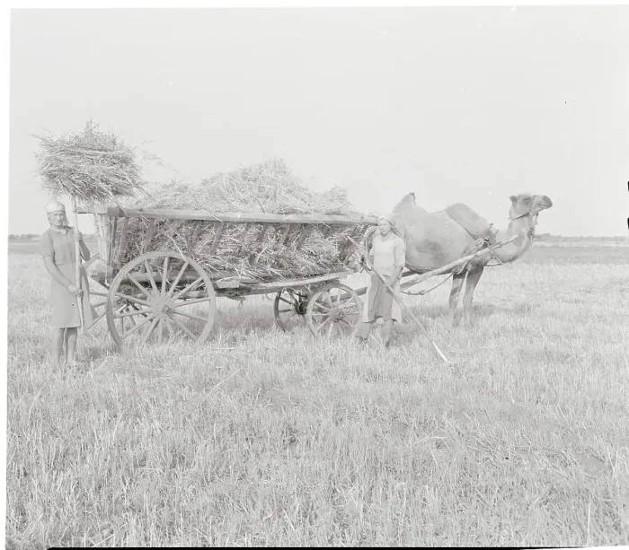 Framed Print : Russian Farmer with Camel Framed Print : Russian Farmer with Camel