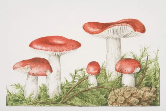 Framed Print : Russula emetica, The Sickener mushrooms fruiting amongst foliage Framed Print : Russula emetica, The Sickener mushrooms fruiting amongst foliage
