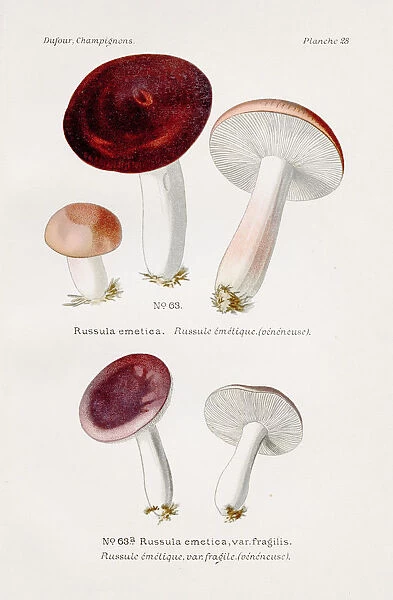 Russula emtetica mushroom 1891