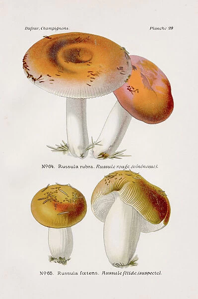 Russula mushroom 1891