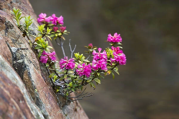 Rusty-leaved Alpenrose -Rhododendron ferrugineum-, Kaunertal valley, Tyrol, Austria