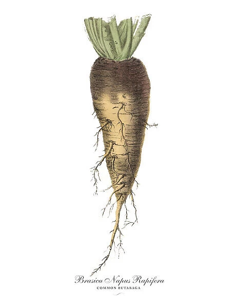 Rutabaga, Root Crops and Vegetables, Victorian Botanical Illustration