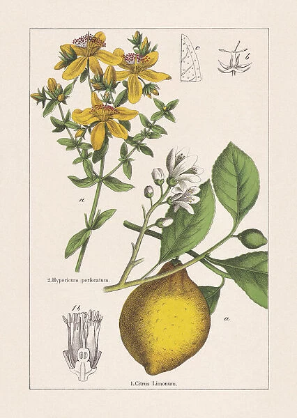 Rutaceae, Hypericaceae, chromolithograph, published in 1895