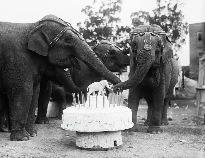 Framed Print : Ruth the Elephant Celebrating Her Birthday Framed Print : Ruth the Elephant Celebrating Her Birthday