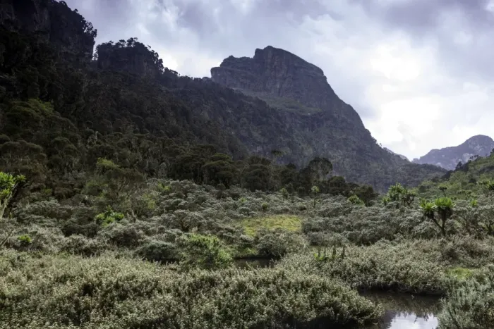 Framed Print : Rwenzori Mountain National Park