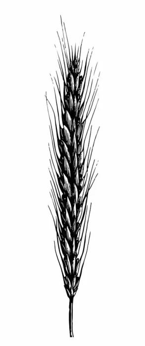 Framed Print : Rye (Secale cereale)