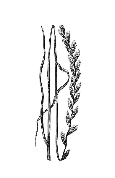 Ryegrass (Lolium)