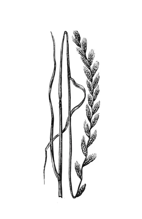 Framed Print : Ryegrass (Lolium) Framed Print : Ryegrass (Lolium)