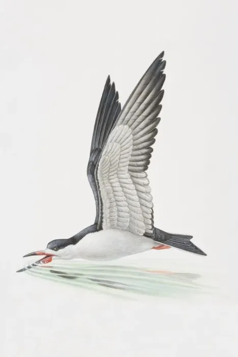 Framed Print : Rynchops niger, Black Skimmer dipping its beak into shallow water in mid-flight