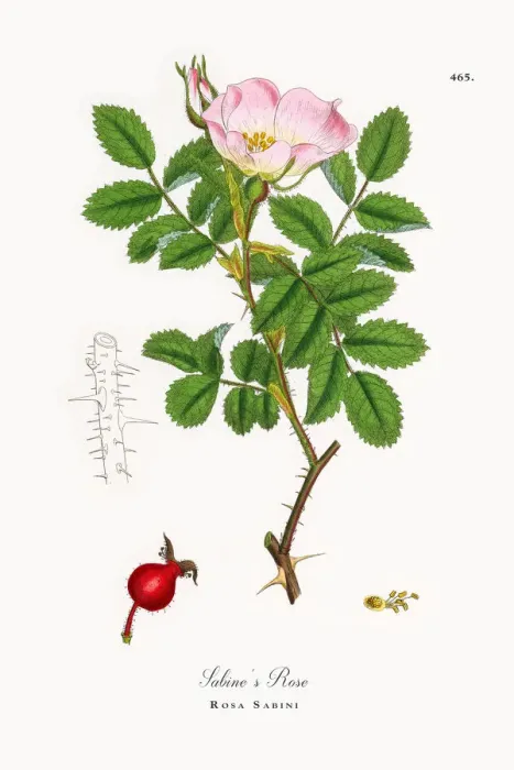 Framed Print : Sabineas Rose, Rosa Sabini, Victorian Botanical Illustration, 1863 Framed Print : Sabineas Rose, Rosa Sabini, Victorian Botanical Illustration, 1863