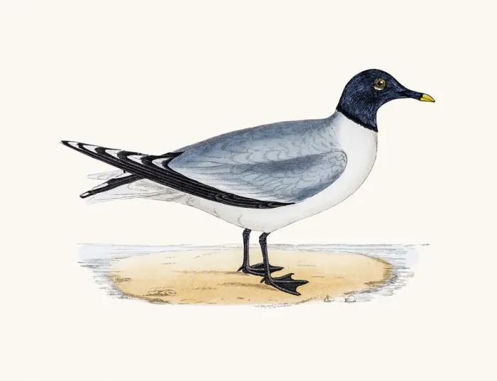 Framed Print : Sabines Seagull Framed Print : Sabines Seagull