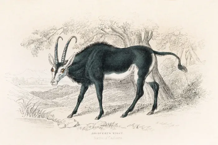 Framed Print : Sable antelope engraving 1855 Framed Print : Sable antelope engraving 1855