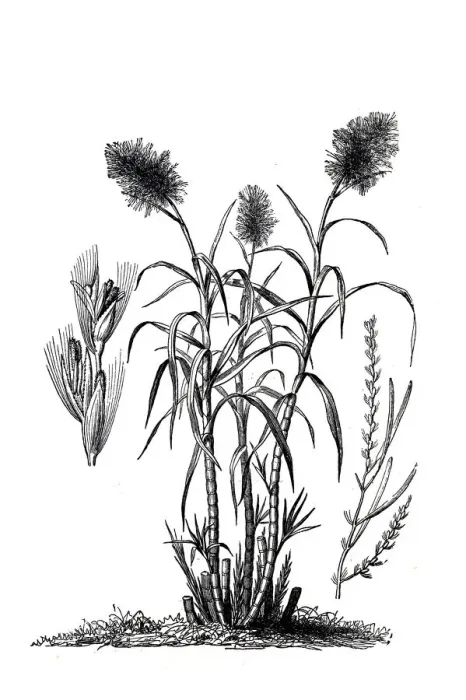 Framed Print : Saccharum officinarum (sugarcane)