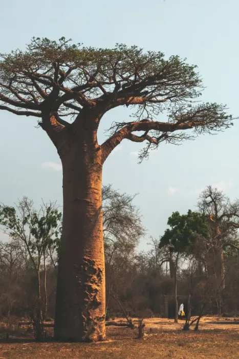 Framed Print : Sacred Baobab