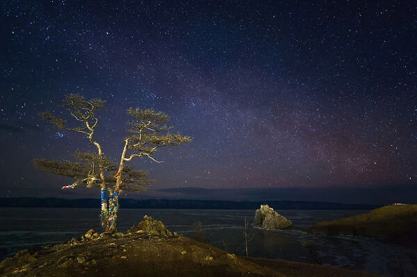 Sacred tree of Baikal lake at nigt