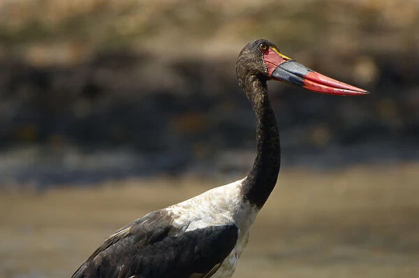 Saddle-billed Stork, Mana Pools NP, Zimbabwe