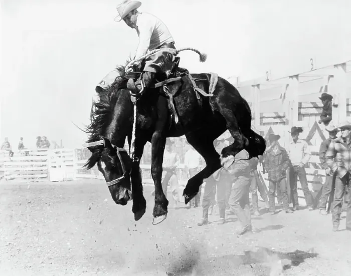 Framed Print : Saddle Bronc Riding Framed Print : Saddle Bronc Riding