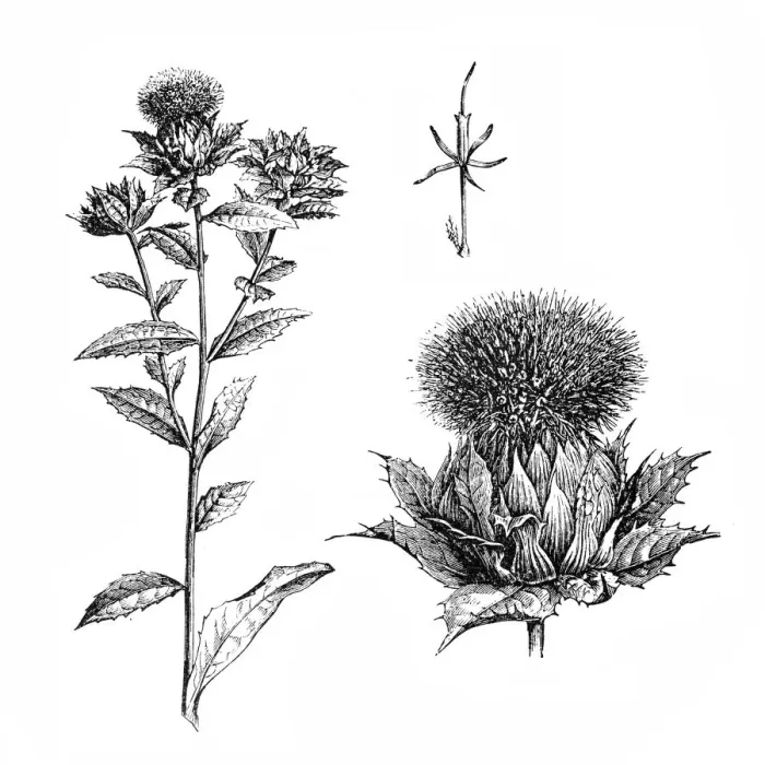 Framed Print : Safflower (Carthamus tinctorius) Framed Print : Safflower (Carthamus tinctorius)