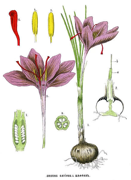 saffron. Antique illustration of a Medicinal and Herbal Plants