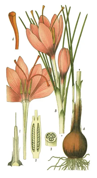 Framed Print : saffron. Antique illustration of a Medicinal and Herbal Plants. Framed Print : saffron. Antique illustration of a Medicinal and Herbal Plants.