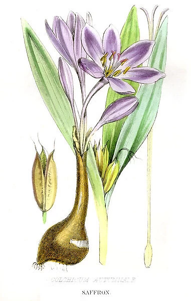 Saffron botanical engraving 1857
