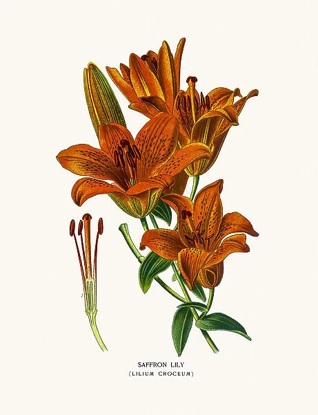 Saffron lily or tiger lily
