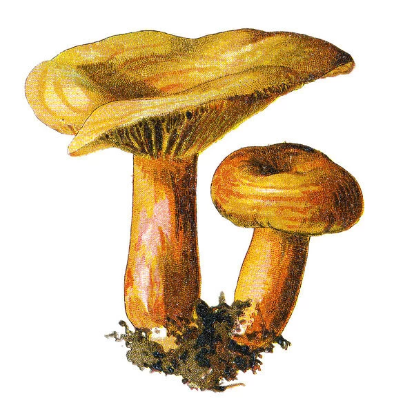 saffron milk cap, red pine mushroom