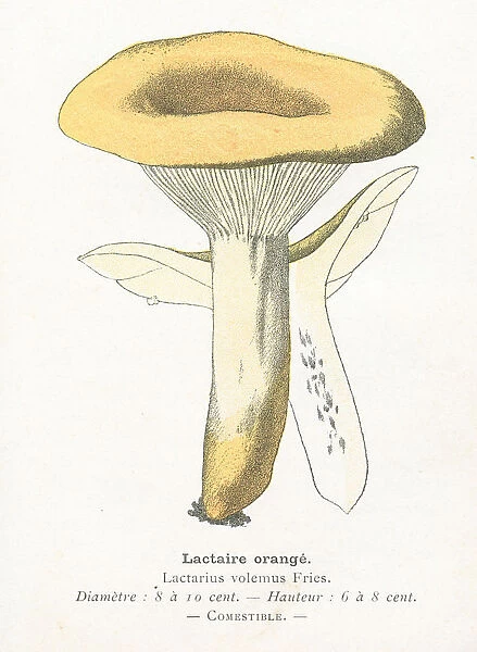 Saffron mushroom engraving 1895